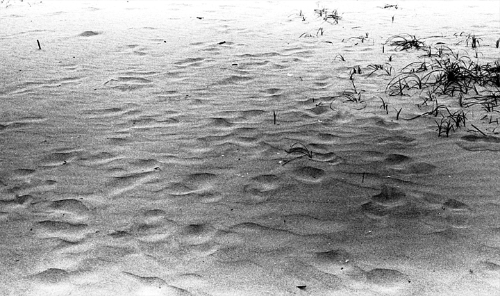 ddp022 copy2.jpg